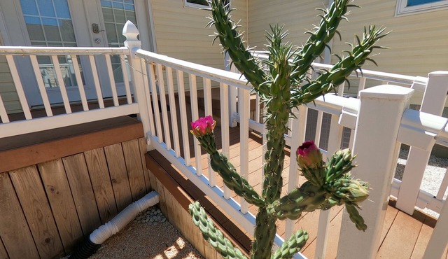 RANCH WITH CACTUSES Weekly/Monthly UP TO 50% OFF