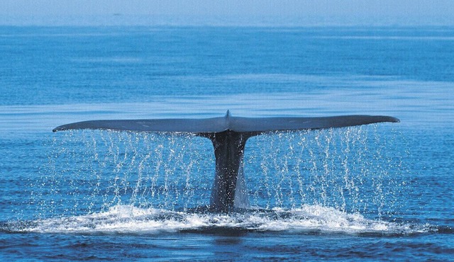 The Blue Whale @ Landmark Resort