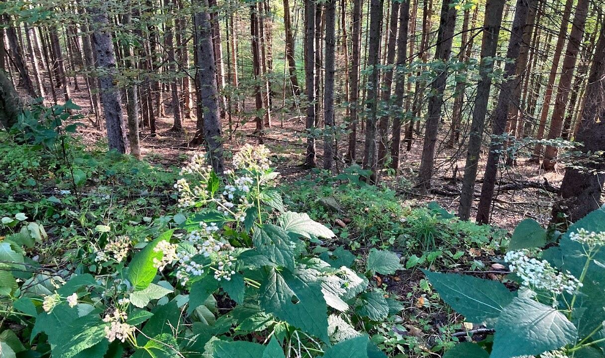 Photo of Outdoor in Great Valley