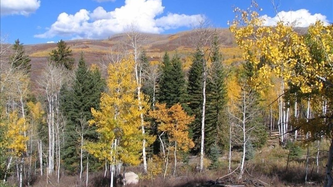 Photo of Others in Heber City