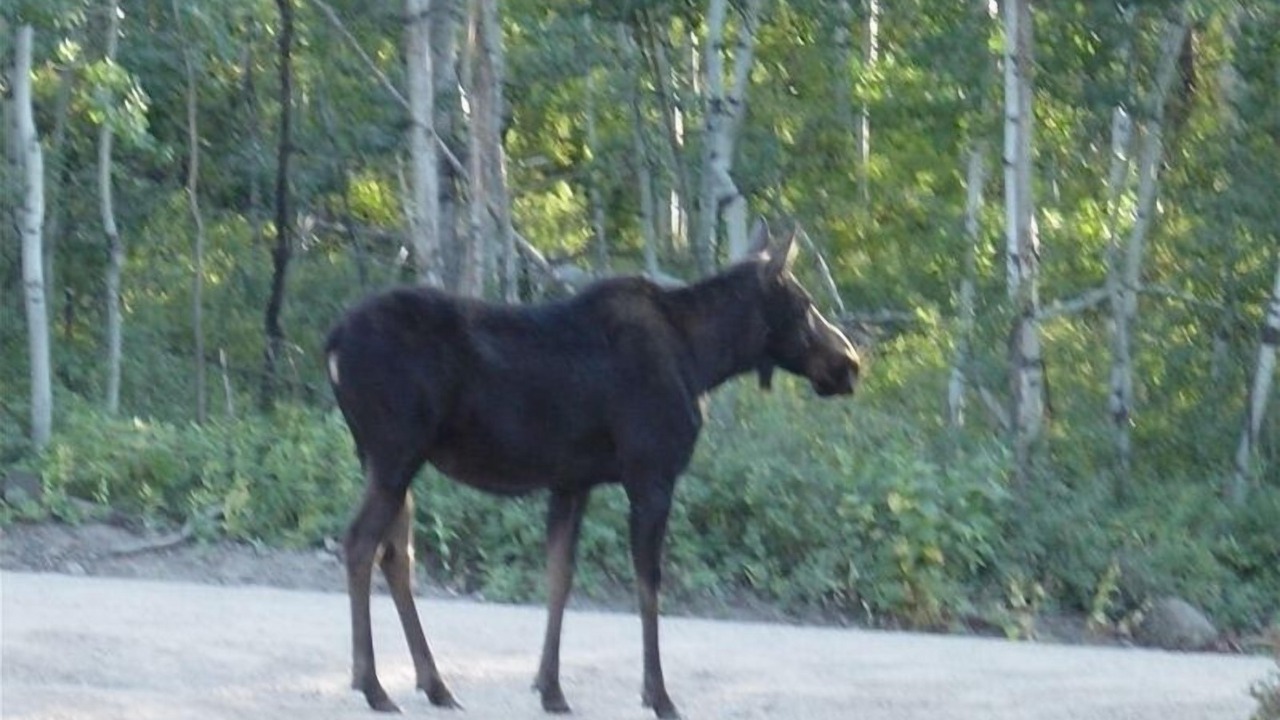 Photo of Others in Heber City